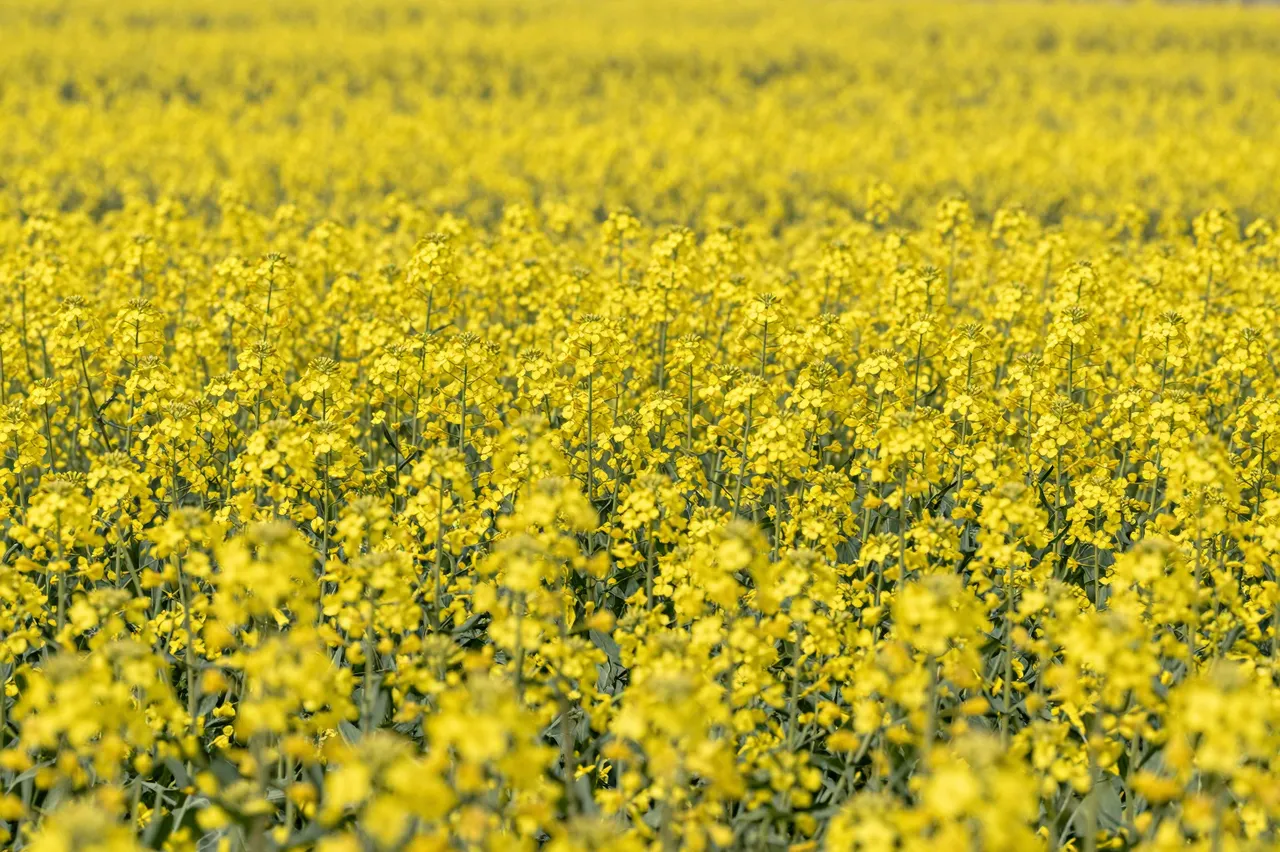 A dense field of bright yellow flowering canola stretches across the frame with soft blurred background bokeh.