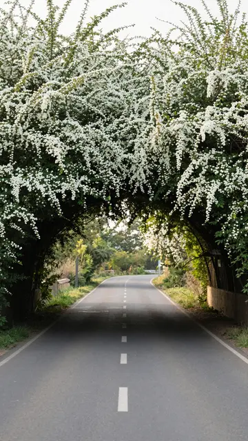 Paved country road passes under a natural arch of flowering white trees in soft morning light