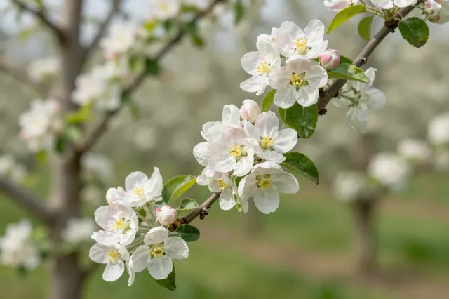 Close-up of white and pink apple blossom clusters on a tree branch with a blurred spring orchard background
