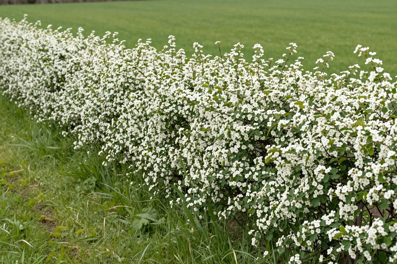 A dense hawthorn hedge covered in small white spring flowers runs alongside a lush green grass field