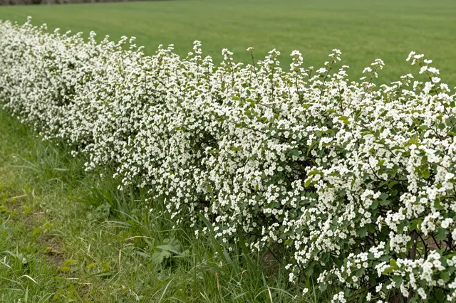 A dense hawthorn hedge covered in small white spring flowers runs alongside a lush green grass field