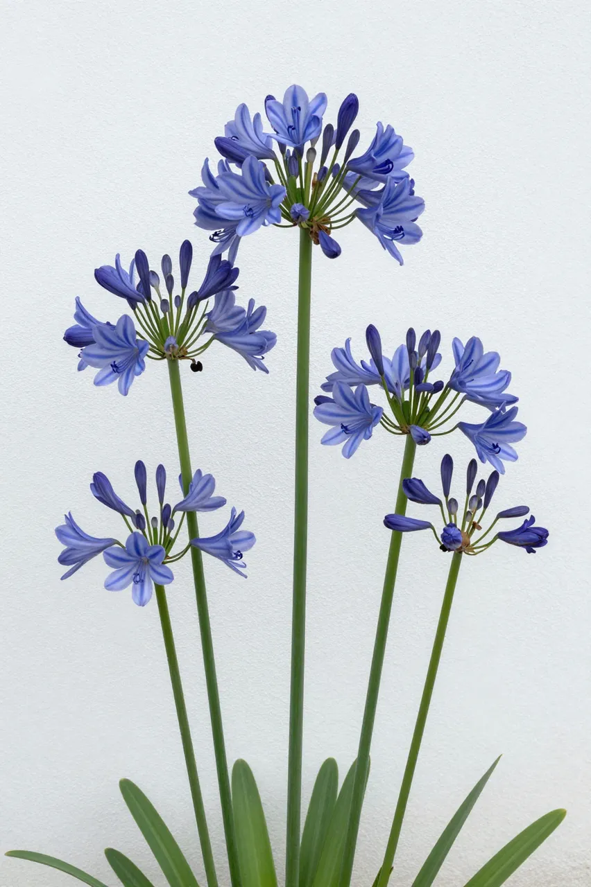 Tall blue agapanthus flower stalks with open blooms and buds stand against a plain whitewashed wall
