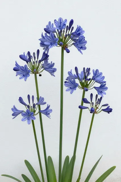 Tall blue agapanthus flower stalks with open blooms and buds stand against a plain whitewashed wall