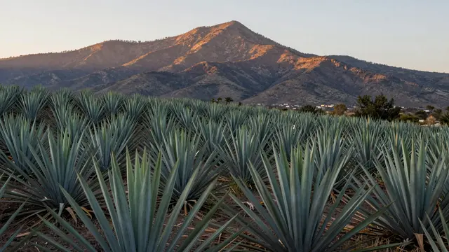 Rows of blue agave plants stretch toward sunlit mountains at golden sunset