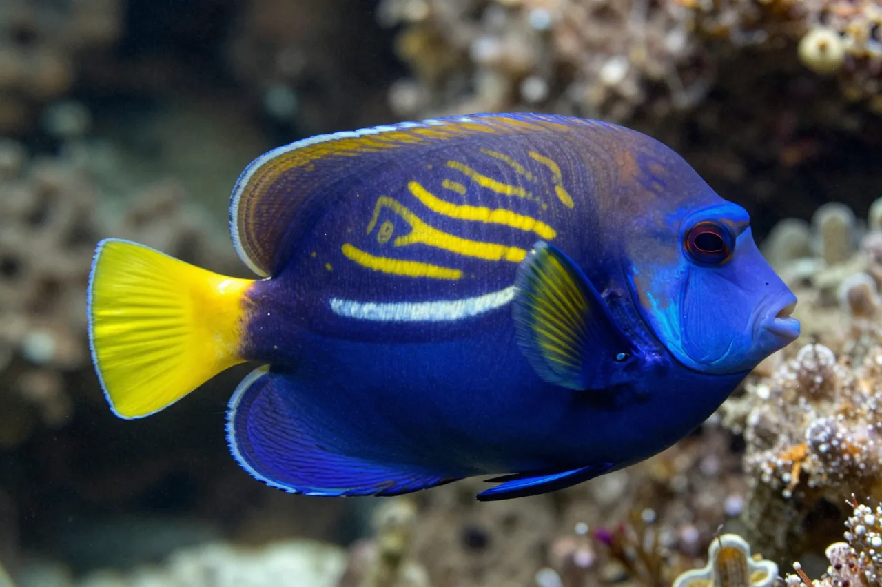 A vibrant blue reef fish with yellow markings floats in front of a blurred coral background