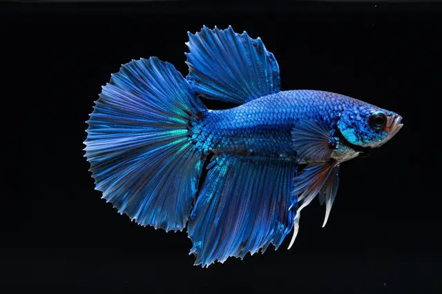 A vibrant blue betta fish with fully spread fins is posed against a solid black background.