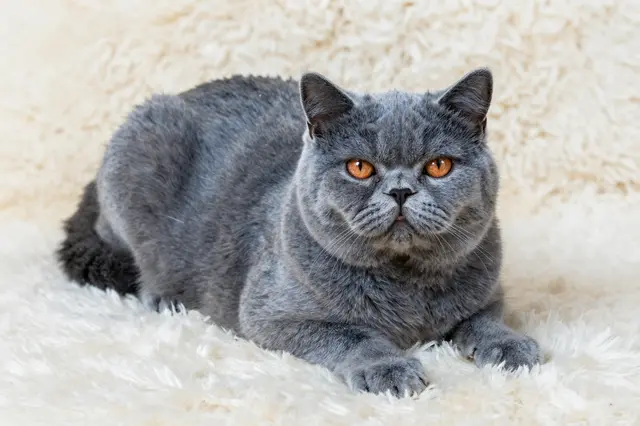A thick blue-gray British Shorthair cat lies relaxed on a fluffy cream sheepskin rug, facing the camera.