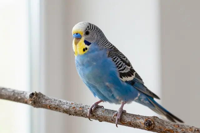 A blue and yellow budgie perches on a wooden branch inside a bright sunlit room.