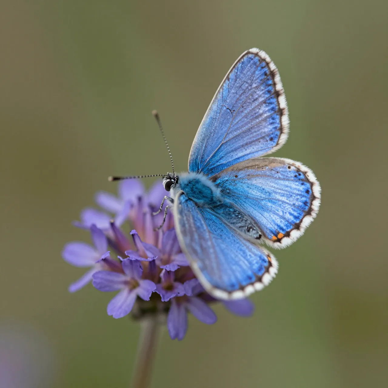 Macro close-up of a bright blue butterfly resting on a clustered purple flower with a soft blurred background