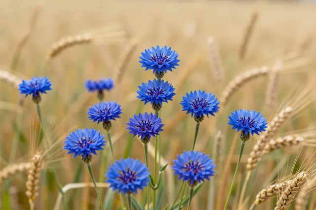 Sharp bright blue cornflowers stand out against a soft blurred background of ripe golden wheat stalks