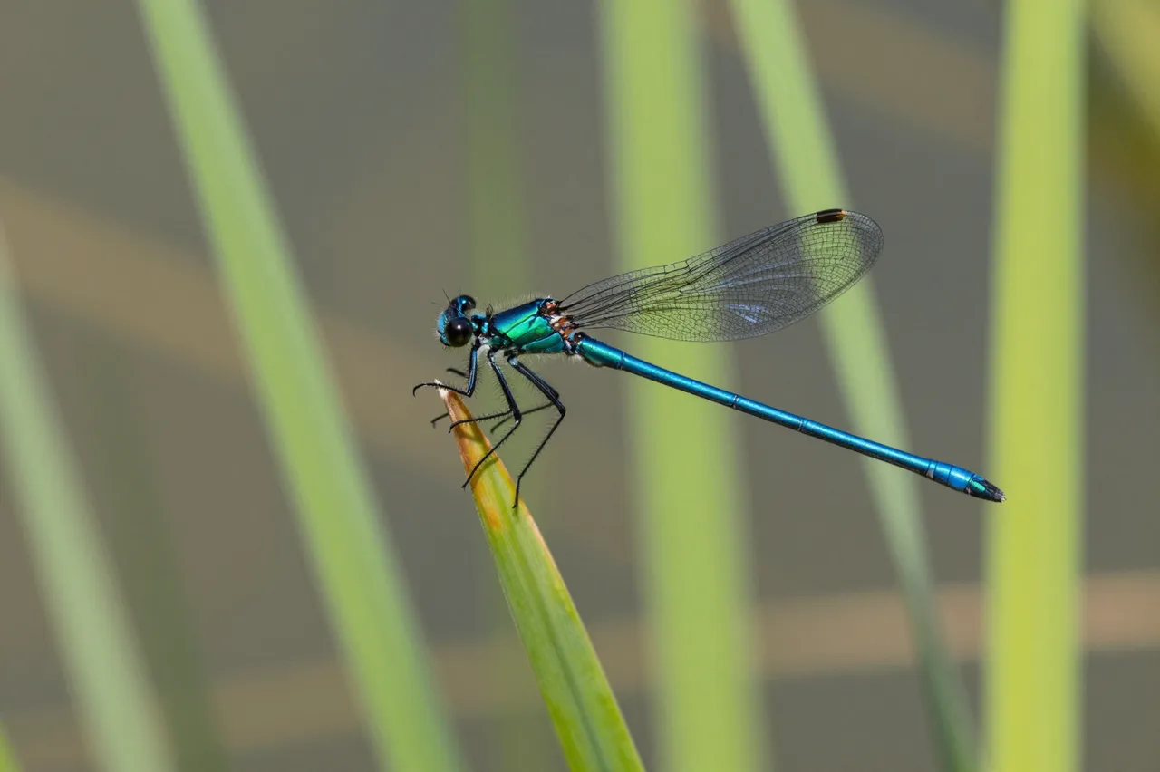 Shiny blue damselfly perches on a green reed with blurred pond vegetation in the background