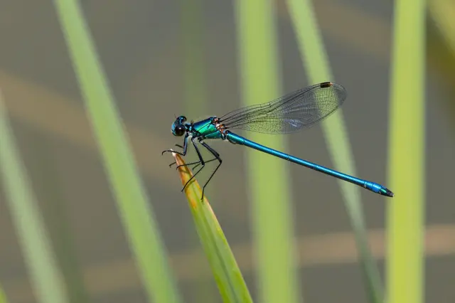 Shiny blue damselfly perches on a green reed with blurred pond vegetation in the background