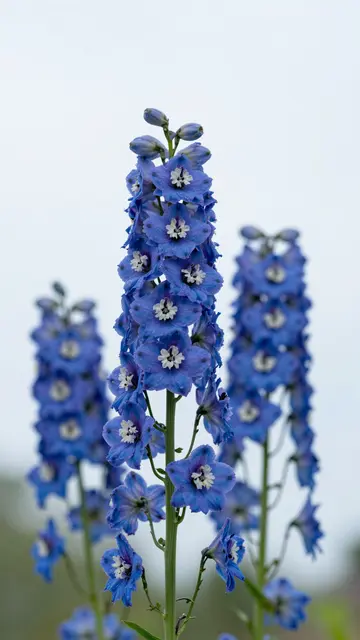 Sharp foreground blue delphinium flower spires stand against a soft out-of-focus pale overcast sky.