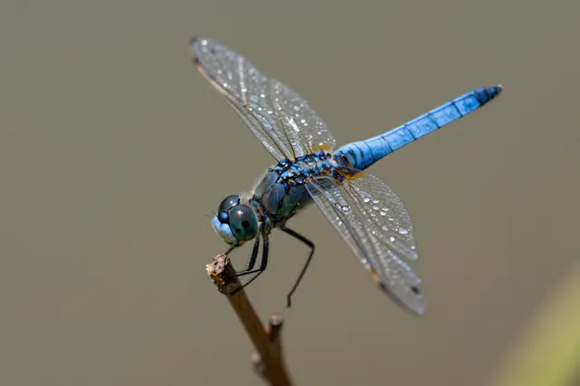 A close-up of a blue dragonfly perched on a thin twig, its transparent wings dotted with glistening dew drops against a