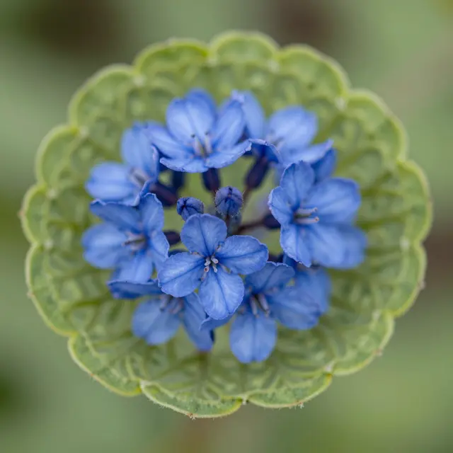 Close-up macro view of small blue flowers framed by a scalloped lacy green plant structure