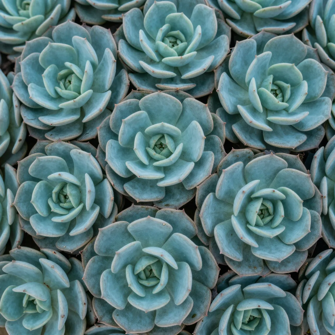 Top view of tight blue-green echeveria succulent rosettes filling the entire frame