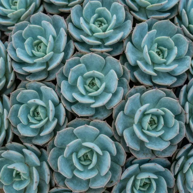 Top view of tight blue-green echeveria succulent rosettes filling the entire frame