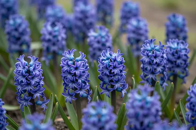 Sharp foreground blue hyacinth blooms grow in a garden bed with soft blurred background flowers.