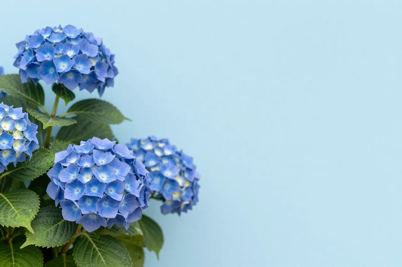 Blue hydrangea blooms with green leaves sit on the left of a pale blue backdrop with empty space to the right