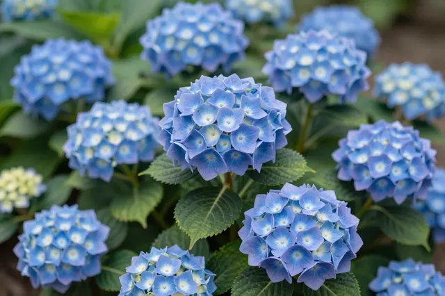 Close-up of clustered blue hydrangea flower heads growing with lush green serrated leaves in a garden.