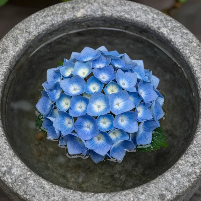 A top-down view of a single blue hydrangea flower floating in clear water inside a speckled stone basin.