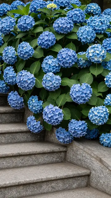 Dense blue hydrangea bush overhangs weathered gray granite stone stair steps