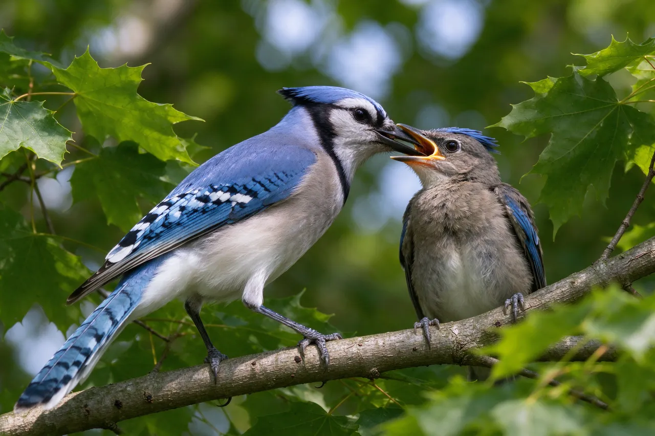An adult blue jay feeds its fluffy fledgling beak to beak while both perch on a maple branch surrounded by green summer