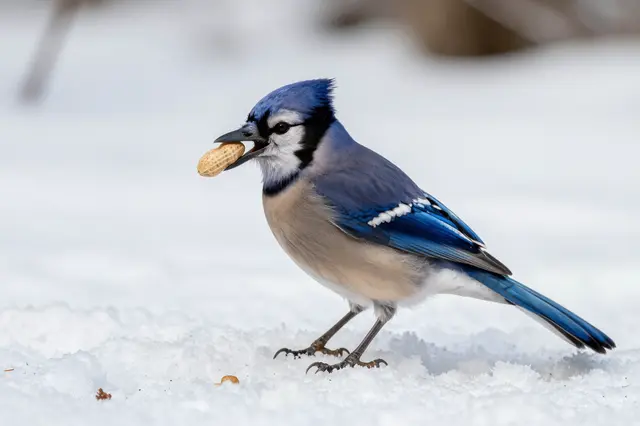 A blue jay stands on snow holding a whole peanut in its open beak.