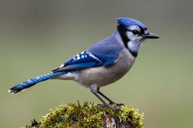 A blue jay perches on a mossy stump with tiny water droplets on its feathers during light rain