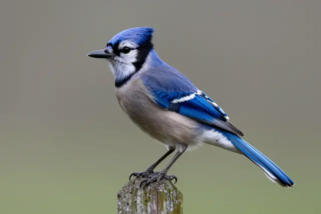 A blue jay with bright blue plumage perched on top of a weathered wooden fence post