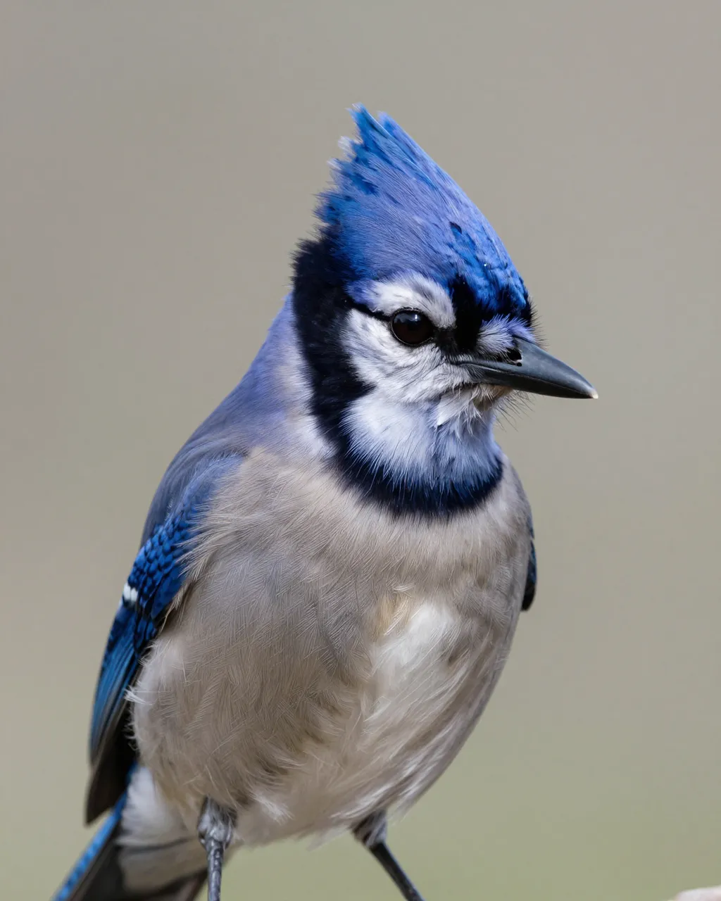 Close-up portrait of a blue jay standing with its distinctive crest raised against a soft neutral background