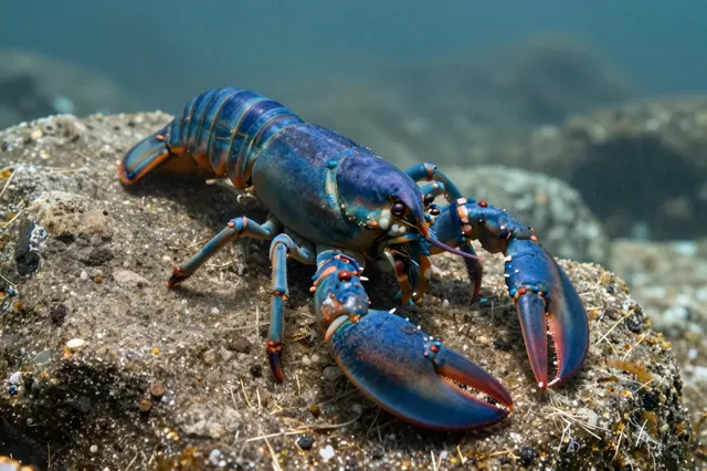 A vibrant blue lobster rests on a textured rocky seabed underwater