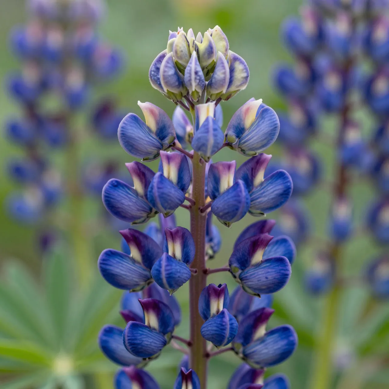 Close-up of a sharp blue lupine flower spike with blurred lupine blooms and green foliage in the background