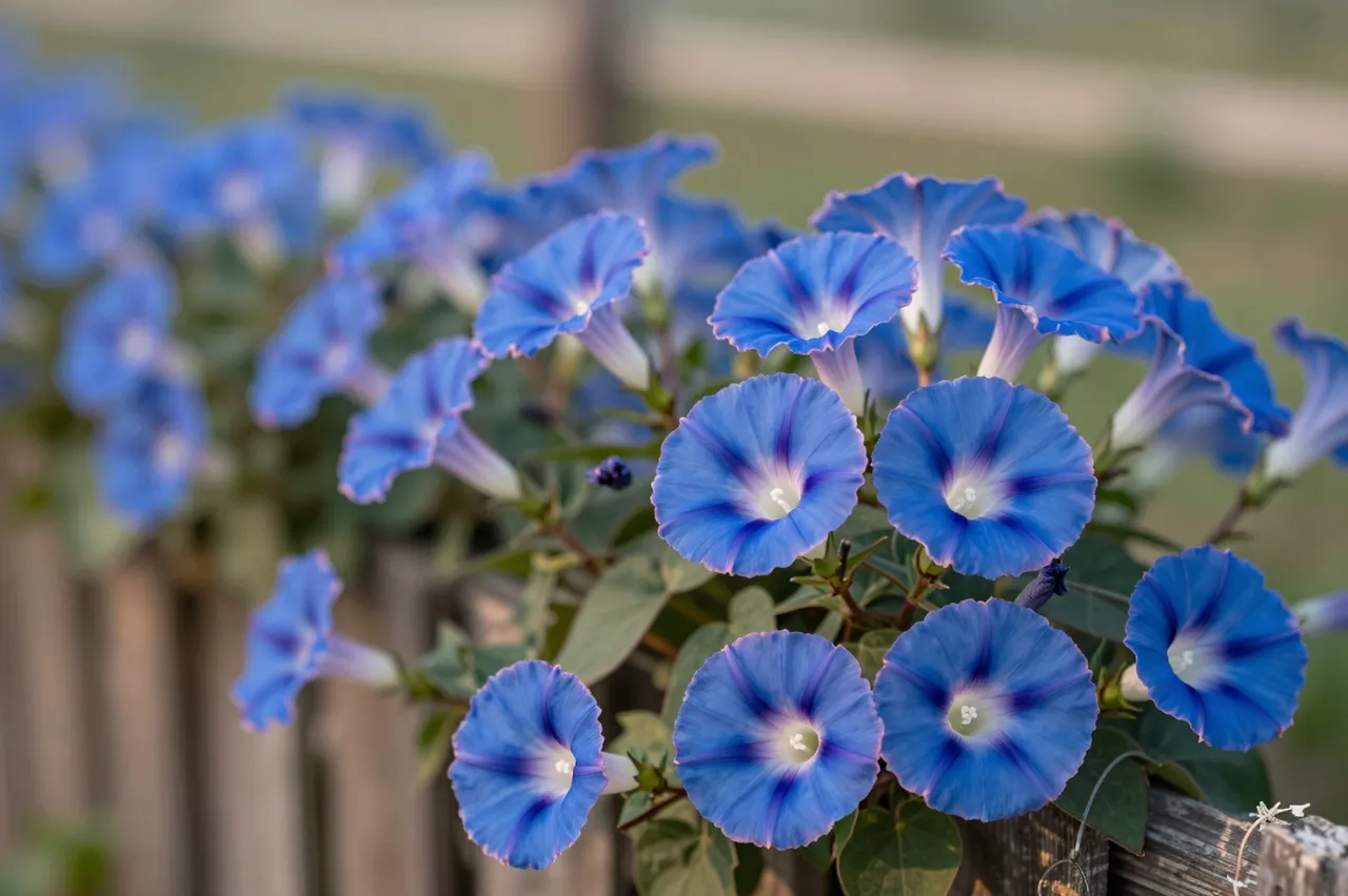 Vibrant blue morning glory flowers climb a weathered wooden fence in soft sunrise light
