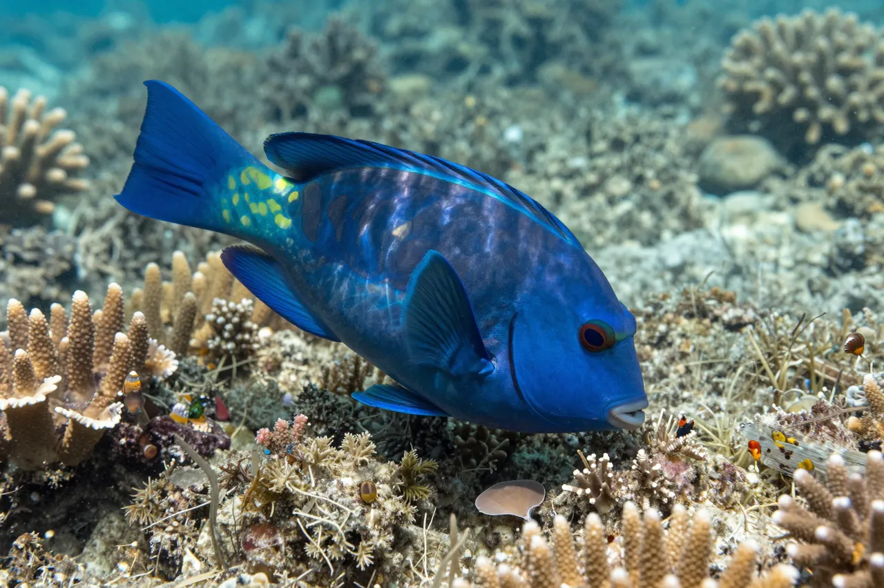 Bright blue parrotfish swims over a shallow tropical coral reef in clear ocean water.