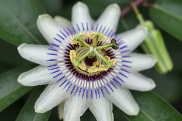 Close-up macro view of an open passion flower surrounded by glossy green vine leaves and an unopened bud