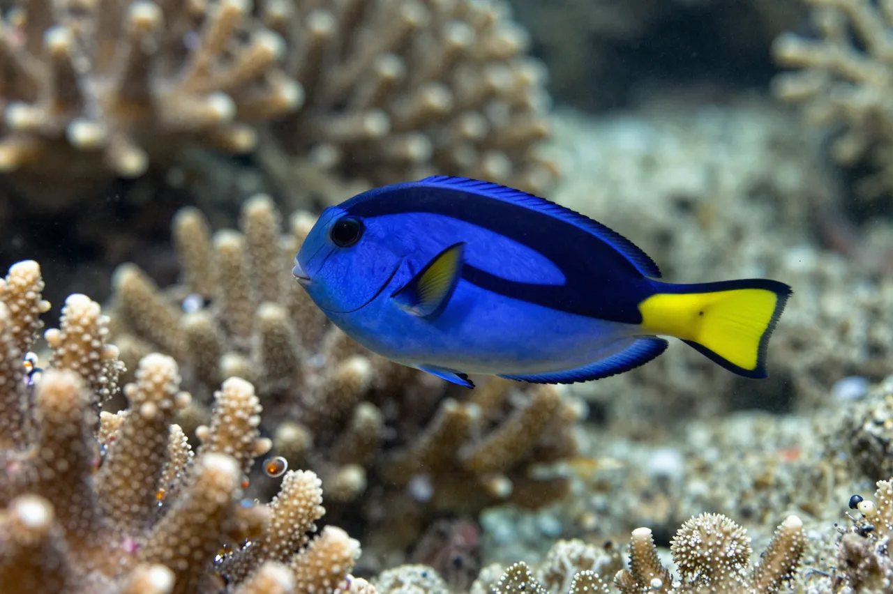 A vibrant blue tang fish floats in clear water above stony coral reef.