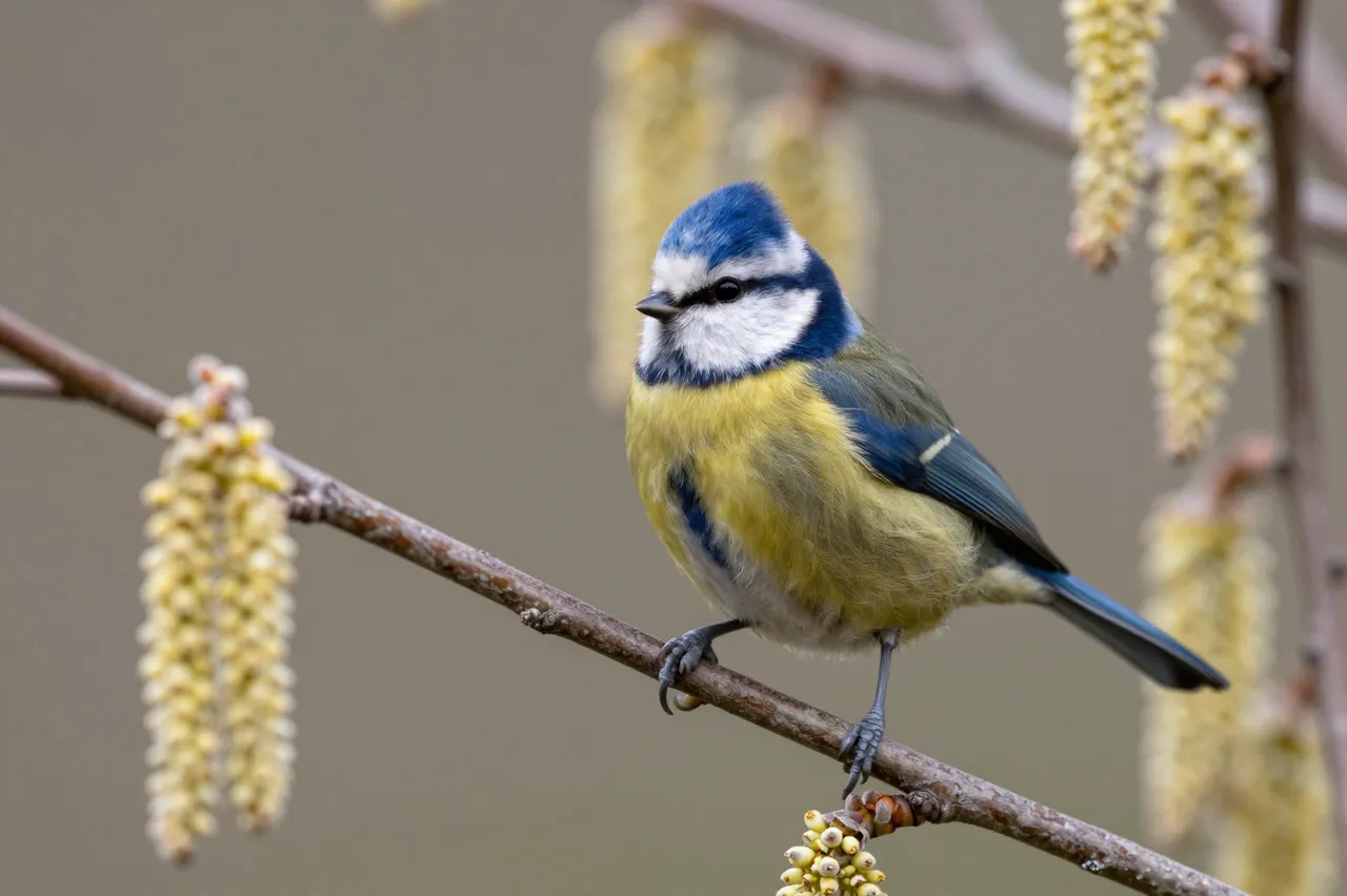 A blue tit bird perched on a thin twig surrounded by fuzzy spring hazel catkins
