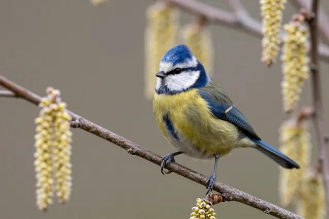 A blue tit bird perched on a thin twig surrounded by fuzzy spring hazel catkins