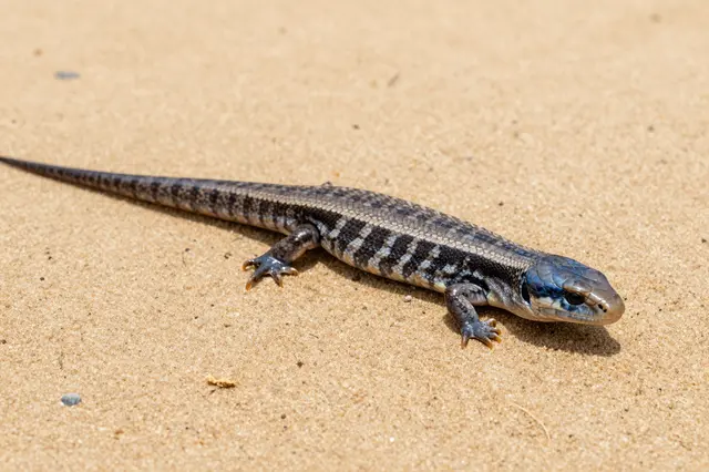 A patterned blue-tongued skink rests flat on warm light tan sand in bright natural sunlight.