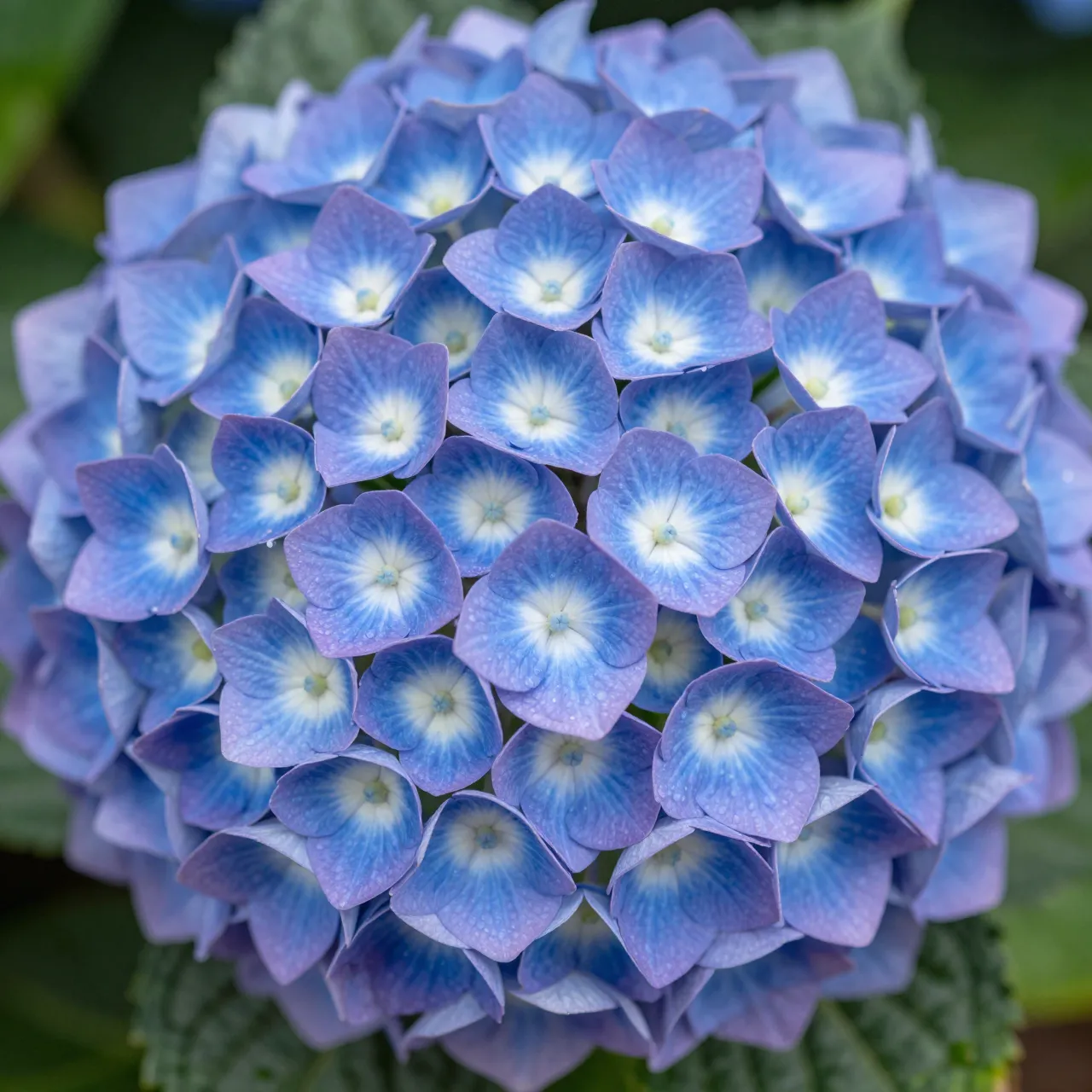 Top view of a rounded hydrangea flower head with petals shading from blue to soft purple and tiny water droplets.
