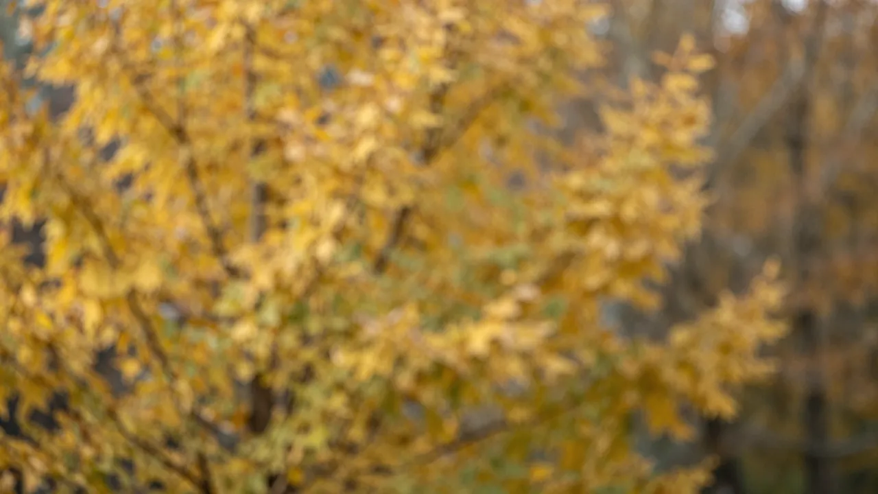 Soft out-of-focus golden yellow autumn tree foliage with scattered circular bokeh highlights