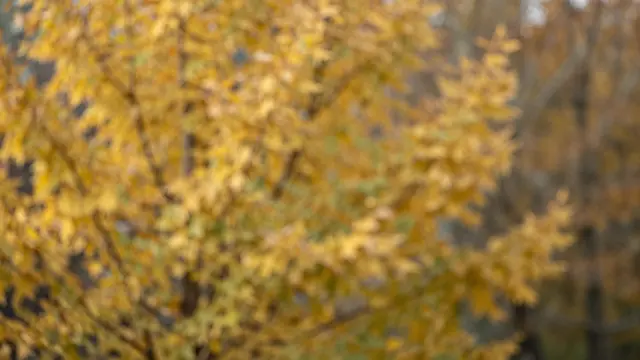 Soft out-of-focus golden yellow autumn tree foliage with scattered circular bokeh highlights