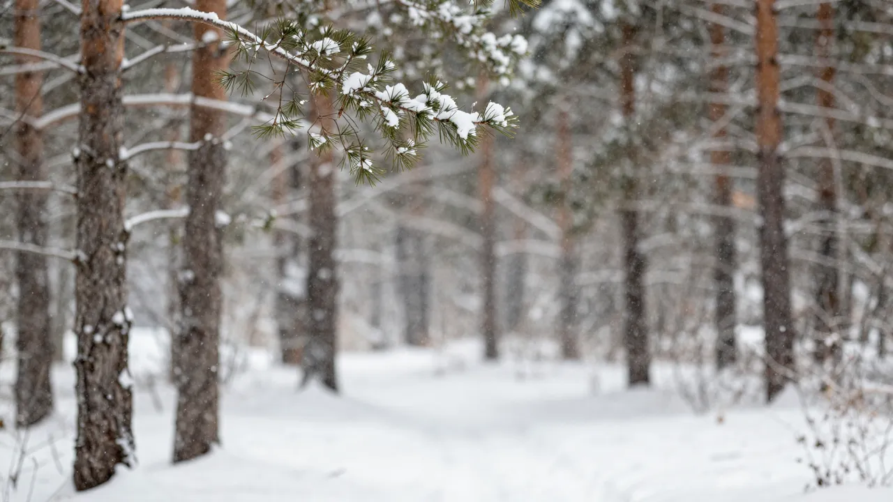 A sharp snow-dusted pine branch in the foreground frames a soft blurred snowy pine forest with falling snow