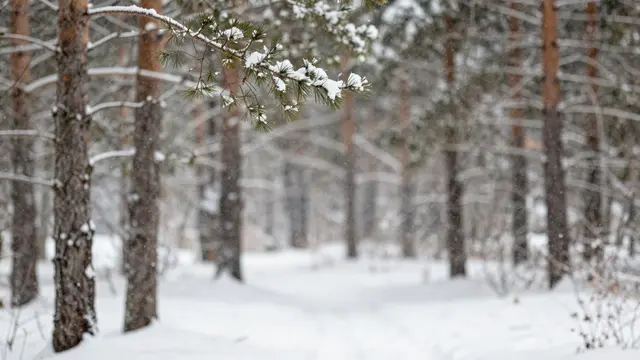 A sharp snow-dusted pine branch in the foreground frames a soft blurred snowy pine forest with falling snow