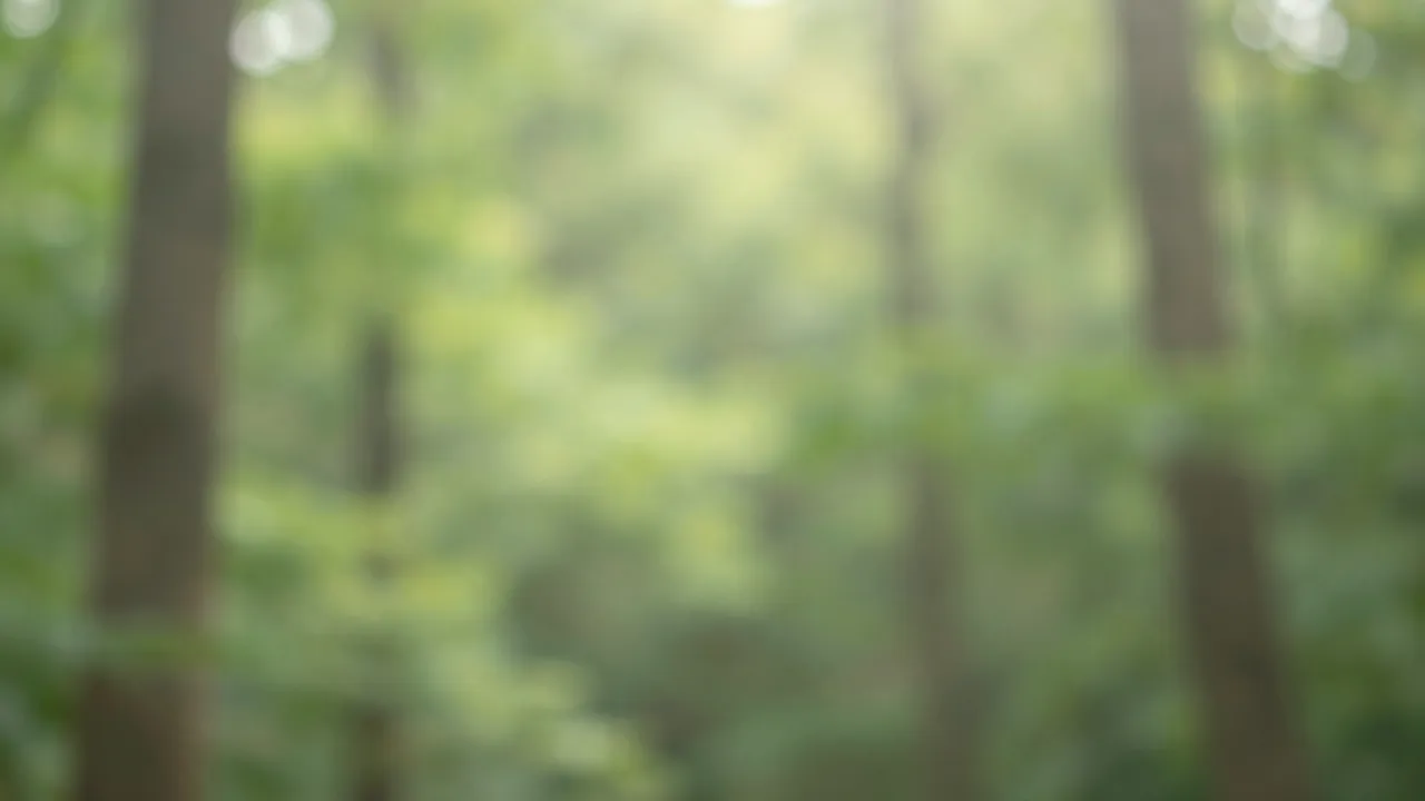Soft out-of-focus green forest with dappled warm sunlight filtering through tree canopy
