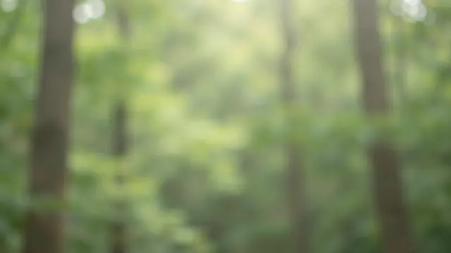 Soft out-of-focus green forest with dappled warm sunlight filtering through tree canopy