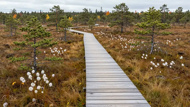 A winding wooden boardwalk crosses an autumn peat bog dotted with cotton grass and stunted pines under an overcast sky