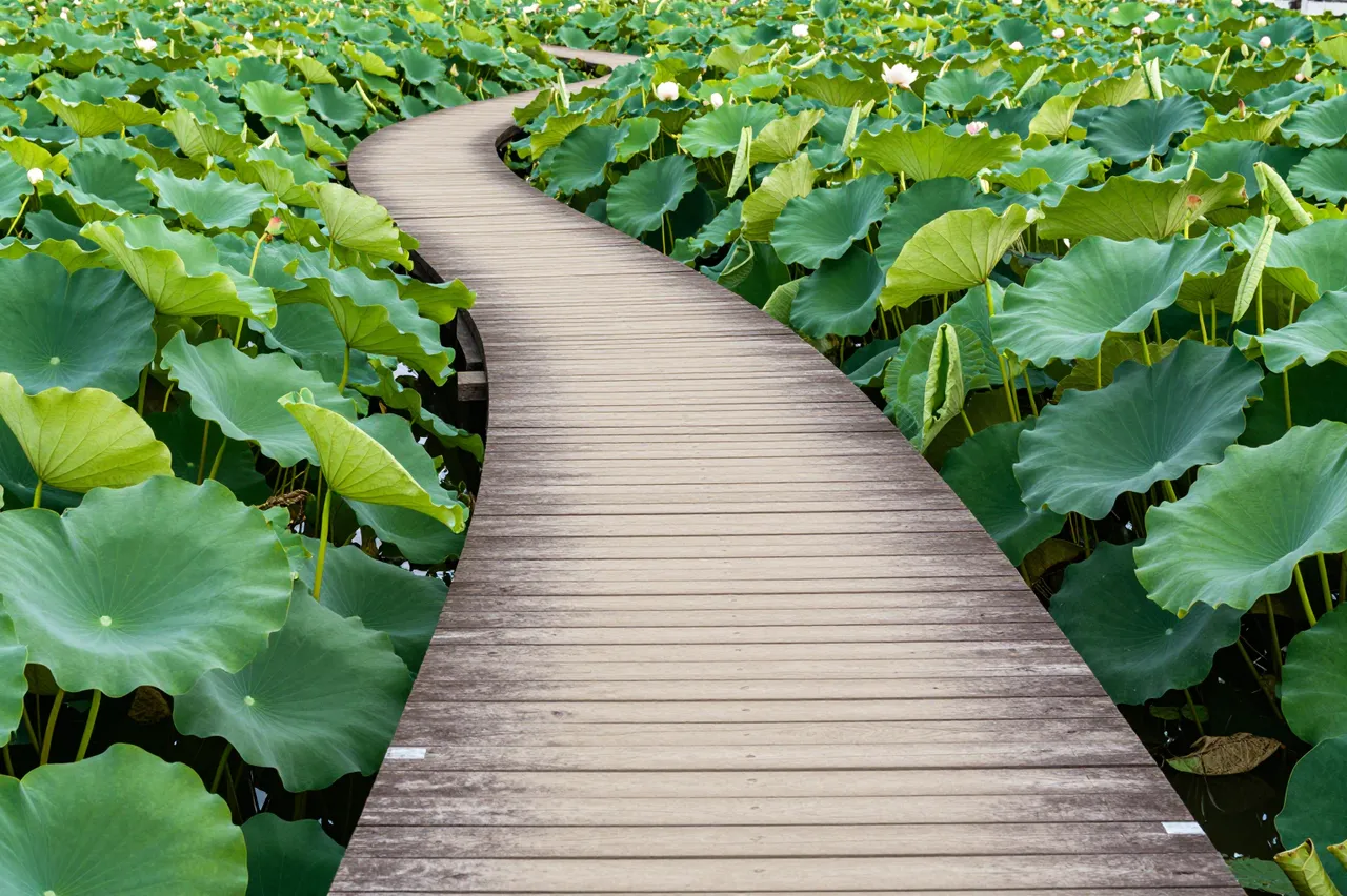 Winding wooden boardwalk cuts through a lush, blooming summer lotus pond with large green lily pads.