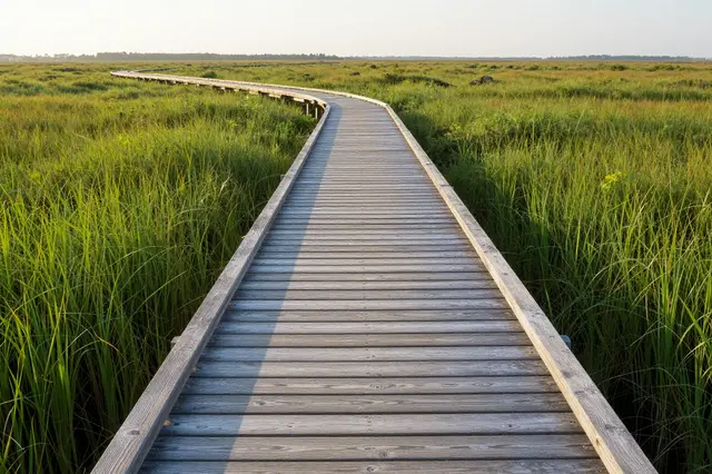 Curved wooden boardwalk winds through tall green marsh grass under soft sunrise light